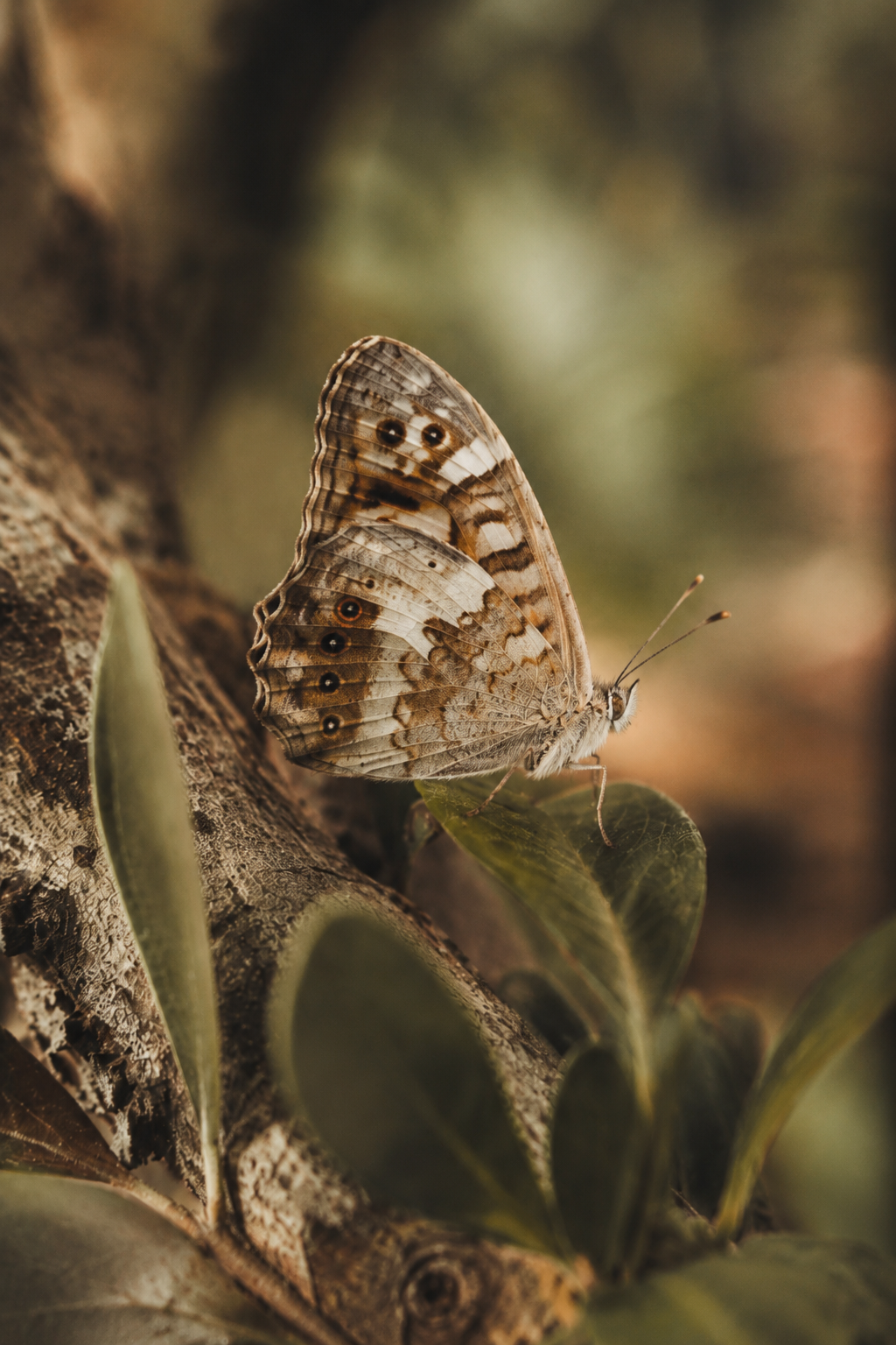 Borboleta de asas abertas e claras, pousada num ramo entre folhagem verde-azulada e apontamentos quentes