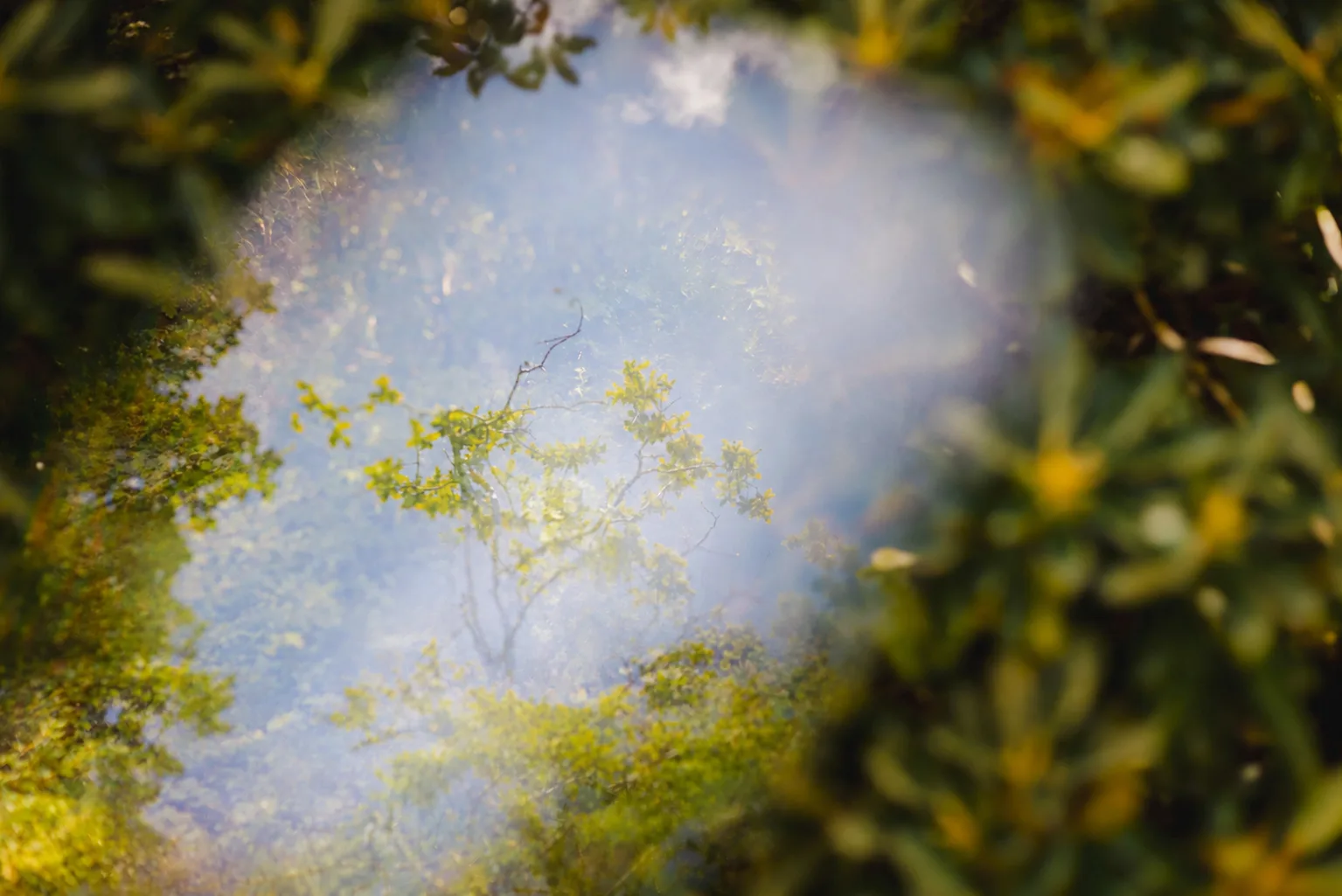 Reflexo do céu e das árvores na superfície de água calma, entre folhagem verde